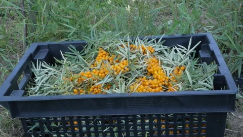 P1980432 Stock Footage 324858728