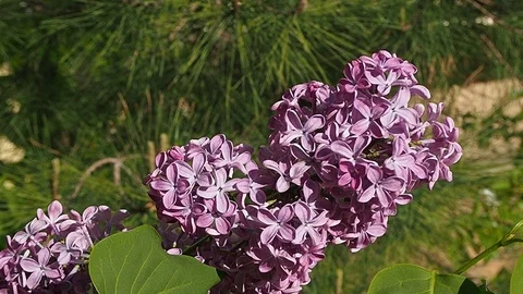 P4250099 Stock Footage 129310684