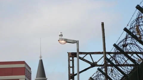 P5 SEAGULL Stock Footage 315101147