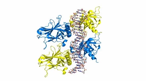 P53 model 스톡 동영상 23547897