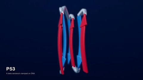 P53 protein structure red blue medical technology loop Видео 343829666