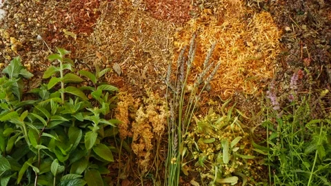 P7108380 Stock Footage 135592764