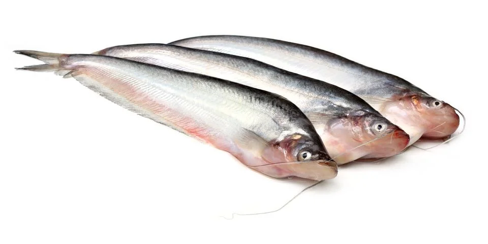 Pabda fish Stock Photos