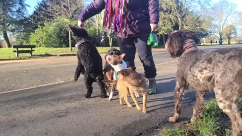 Pac of dogs perform trick to their handler Stock Footage 265802514