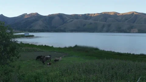 Paca Lagoon and a shepherd with cows walking away. Vídeo Stock 340552678