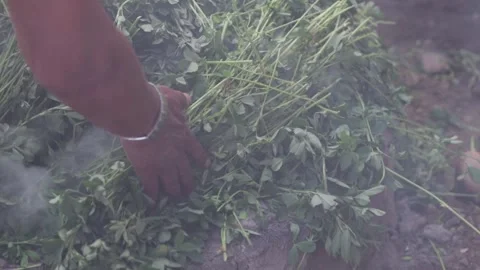 Pachamanca elaboration process in Peru. Stock Footage 221215196