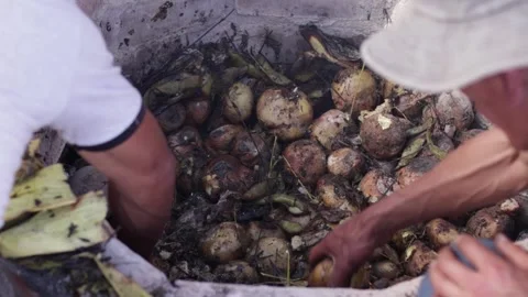 Pachamanca elaboration process in Peru Stock Footage 221215823