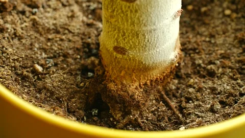Pachira aquatica money tree growing roots in pot Video stock 313643301