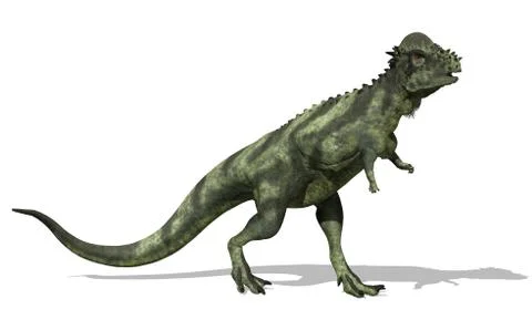 Pachycephalosaurus Dinosaur Stock Illustration