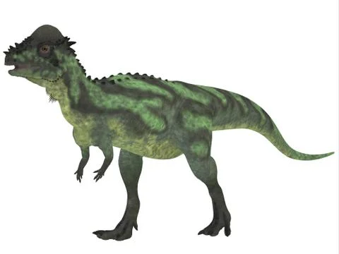 Pachycephalosaurus on white Stock Illustration