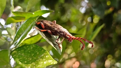 Pachylocerus sulcatus Vídeo Stock 259255341