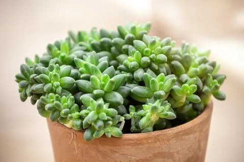 Pachyphytum compactum Stock Photos
