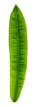 Pachypodium Leaf Stock Photos