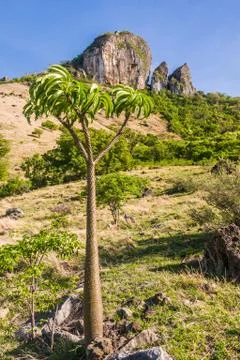 Pachypodium Stock Photos