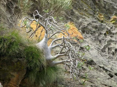 Pachypodium 写真素材