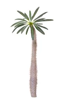 Pachypodium tree Stock Photos