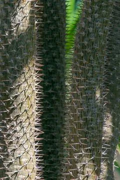 Pachypodium tree trunk, close-up. Background with thorns. Stock Photos