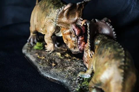 Pachyrhinosaurus dinosaur in the dark Stock Photos