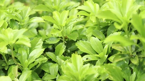 Pachysandra close-up. Nature. Summer background Stock Footage 310723971