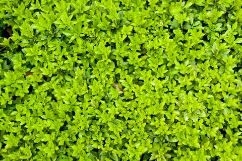 Pachysandra terminalis Stock Photos