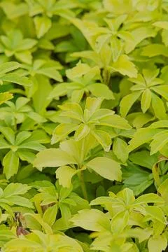 Pachysandra terminalis. Foto stock