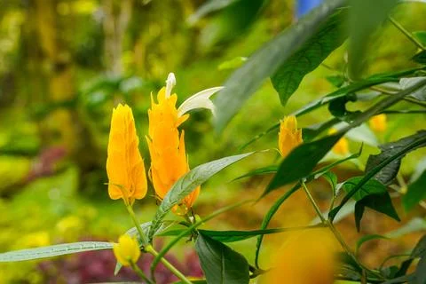Pachystachys lutea Stock Photos