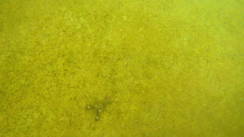 Pacifastacus leniusculus Vidéo 251731869