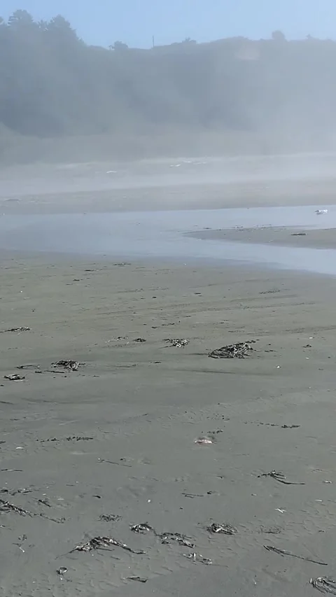 Pacific Beach Stock Footage 241560529