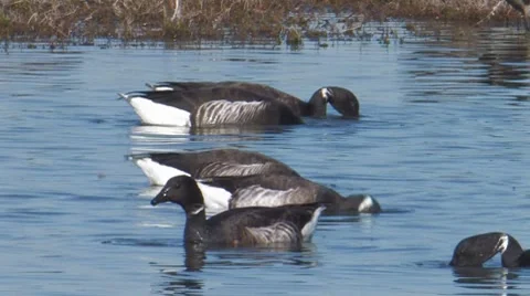"Pacific" Black Brant 1. Video stock 8507746