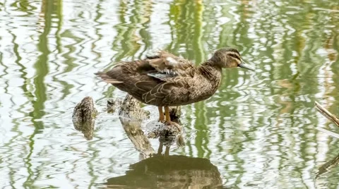 Pacific black dabbling duck ruffling its feathers and using beak to clean plu Stock Footage 61532124