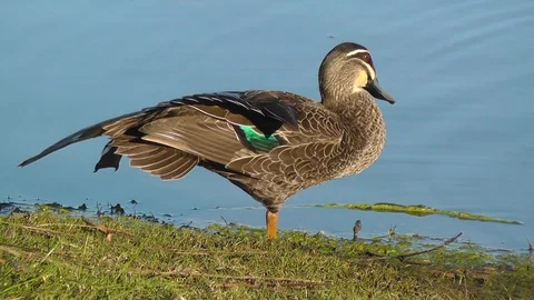 A Pacific Black Duck Stock Footage 89682167