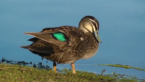 Pacific Black Duck Stock Footage 89683398