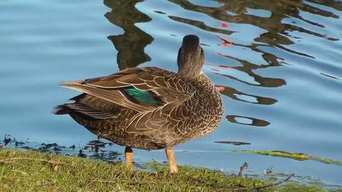 Pacific Black Duck Stock Footage 89684198