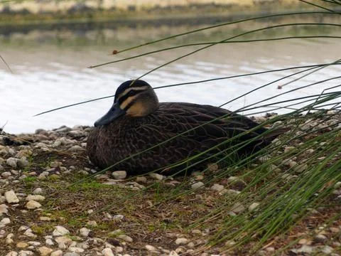 Pacific black duck nesting along the riverbank Stock Photos