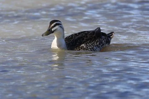 Pacific black duck. Fotos de archivo