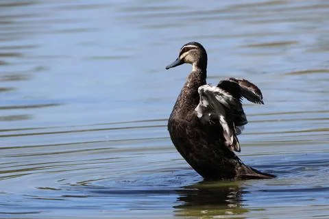 Pacific black duck. Foto stock
