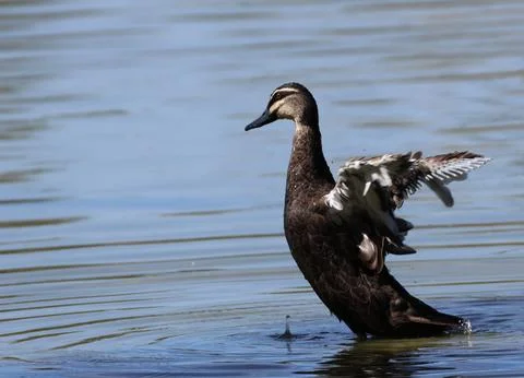 Pacific black duck. Stock-Fotos