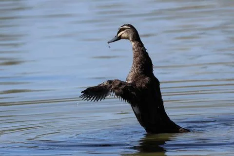 Pacific black duck. Foto stock