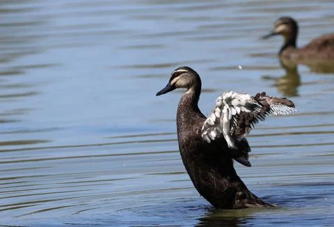Pacific black duck. Stock-Fotos