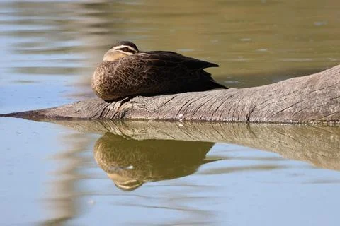Pacific black duck. Foto stock