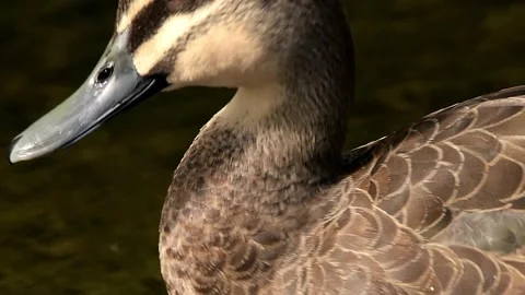 Pacific Black Duck Preening Stock Footage 329337195
