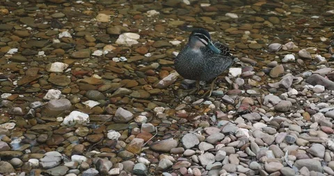 Pacific Black Duck stands close to shore on a crystal clear shallow river with l 库存影片 116180792