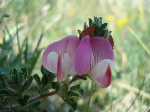 Pacific bleeding heart Stockfoto's