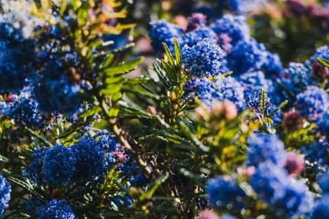 Pacific blue ceanothus tree with blue flowers outdoor in sunny backyard Stock Photos