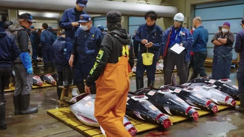 Pacific Bluefin Tuna being marked after Tuna Auction in Japan, 4am in Osaka Stock Footage 337009906