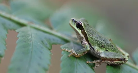 Pacific Chorus Frog Stock Footage 105199968