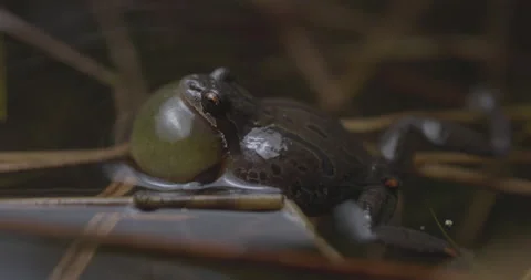 Pacific Chorus Frog Vocalizing Stock Footage 176542653