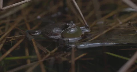Pacific Chorus Frog Vocalizing Stock Footage 176547719