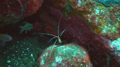 Pacific Cleaner Shrimp Stock Footage 10737981