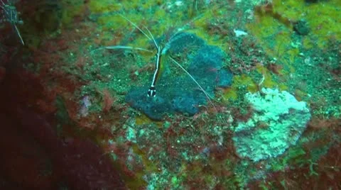 Pacific Cleaner Shrimp Stock Footage 10737984